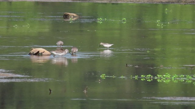 Stilt Sandpiper - ML484764951