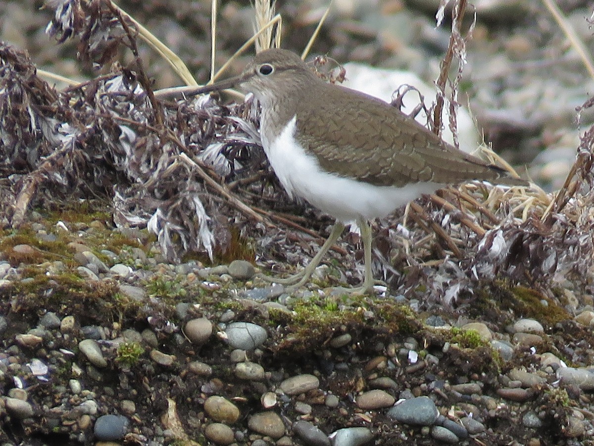 Хайргын хөгчүү - ML484766311