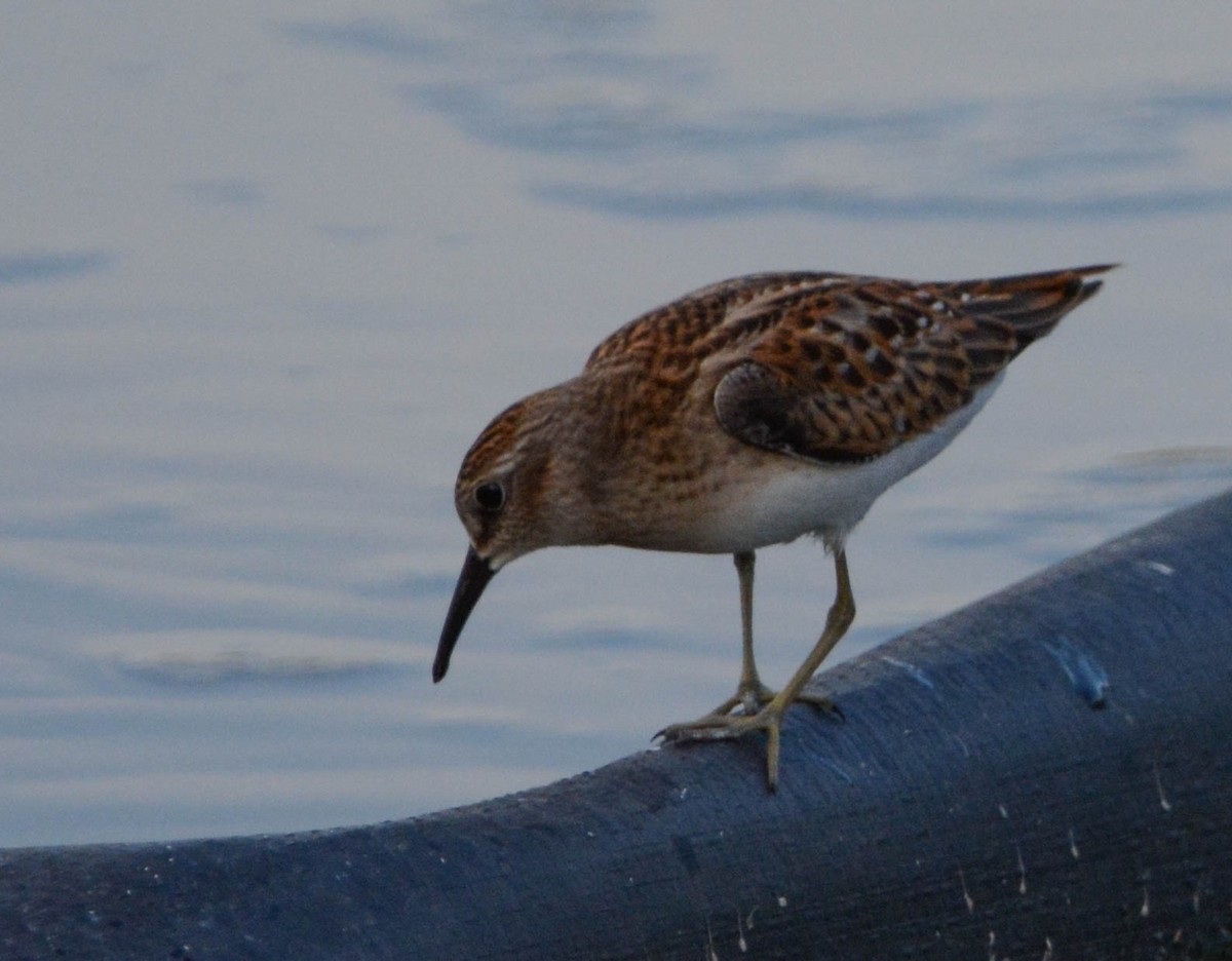 Least Sandpiper - ML484767301