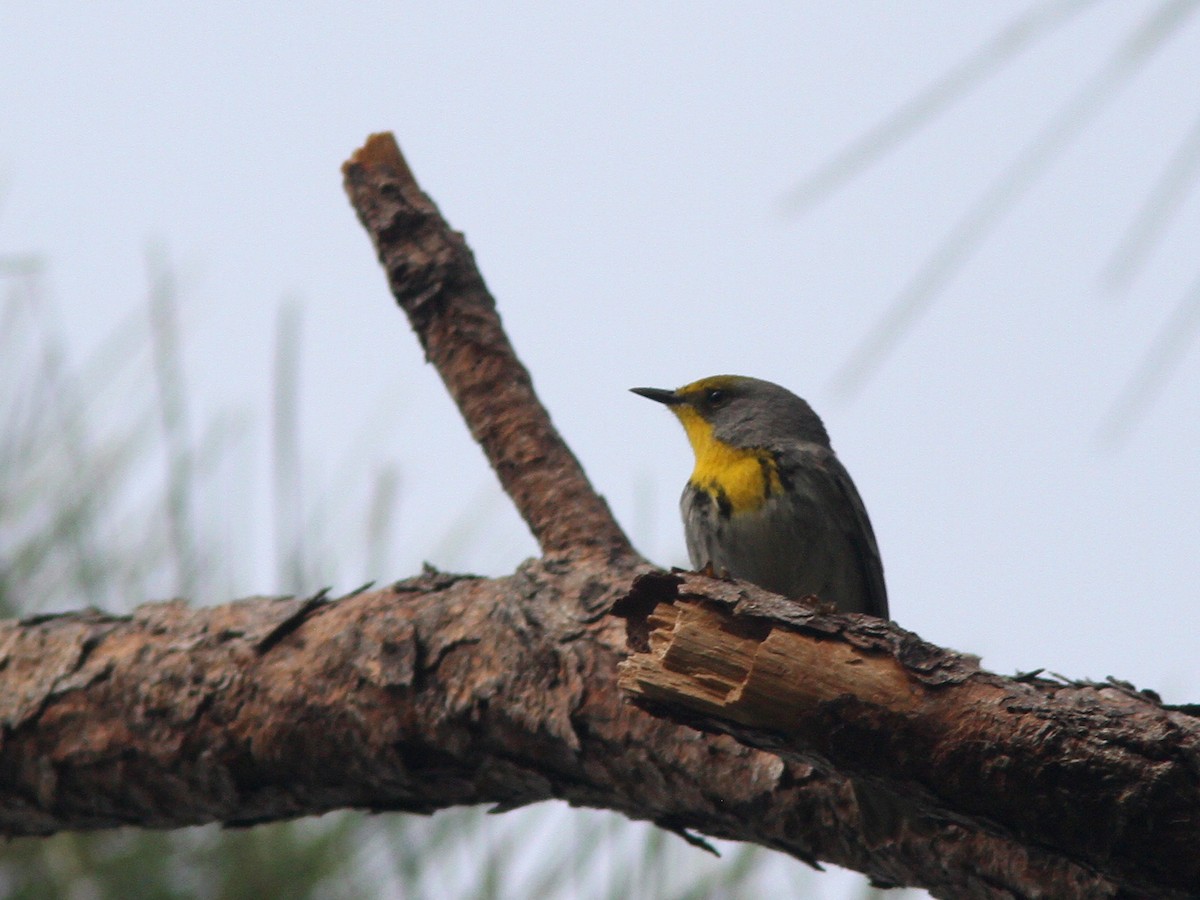 Olive-capped Warbler - ML48476741