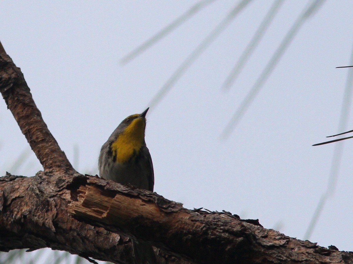 Olive-capped Warbler - ML48476751