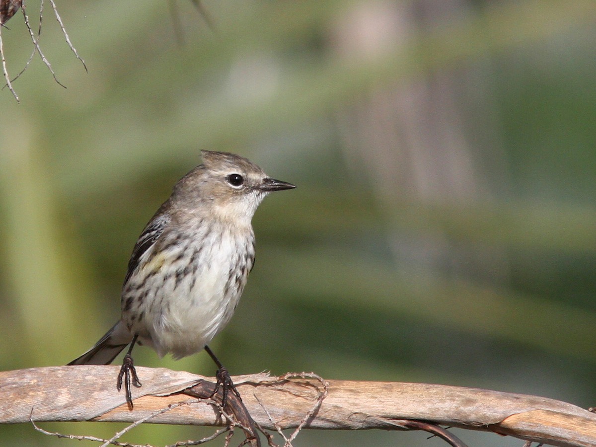 Yellow-rumped Warbler (Myrtle) - ML48476781