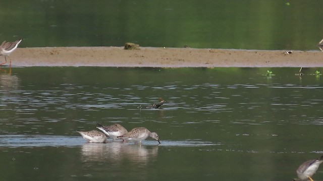 Stilt Sandpiper - ML484768041