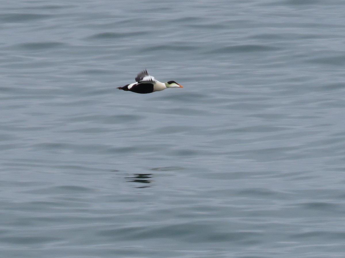 Common Eider - ML484768391