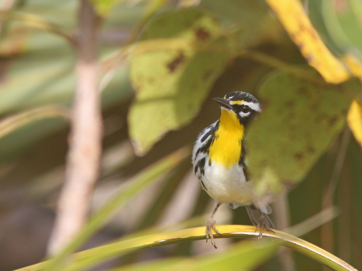 Yellow-throated Warbler - ML48476861