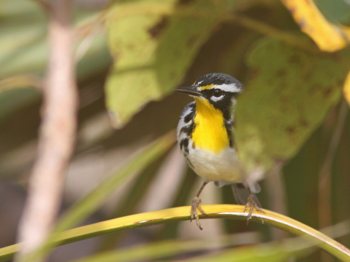 Yellow-throated Warbler - ML48476881