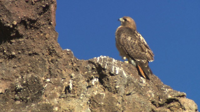 Rotschwanzbussard - ML484769