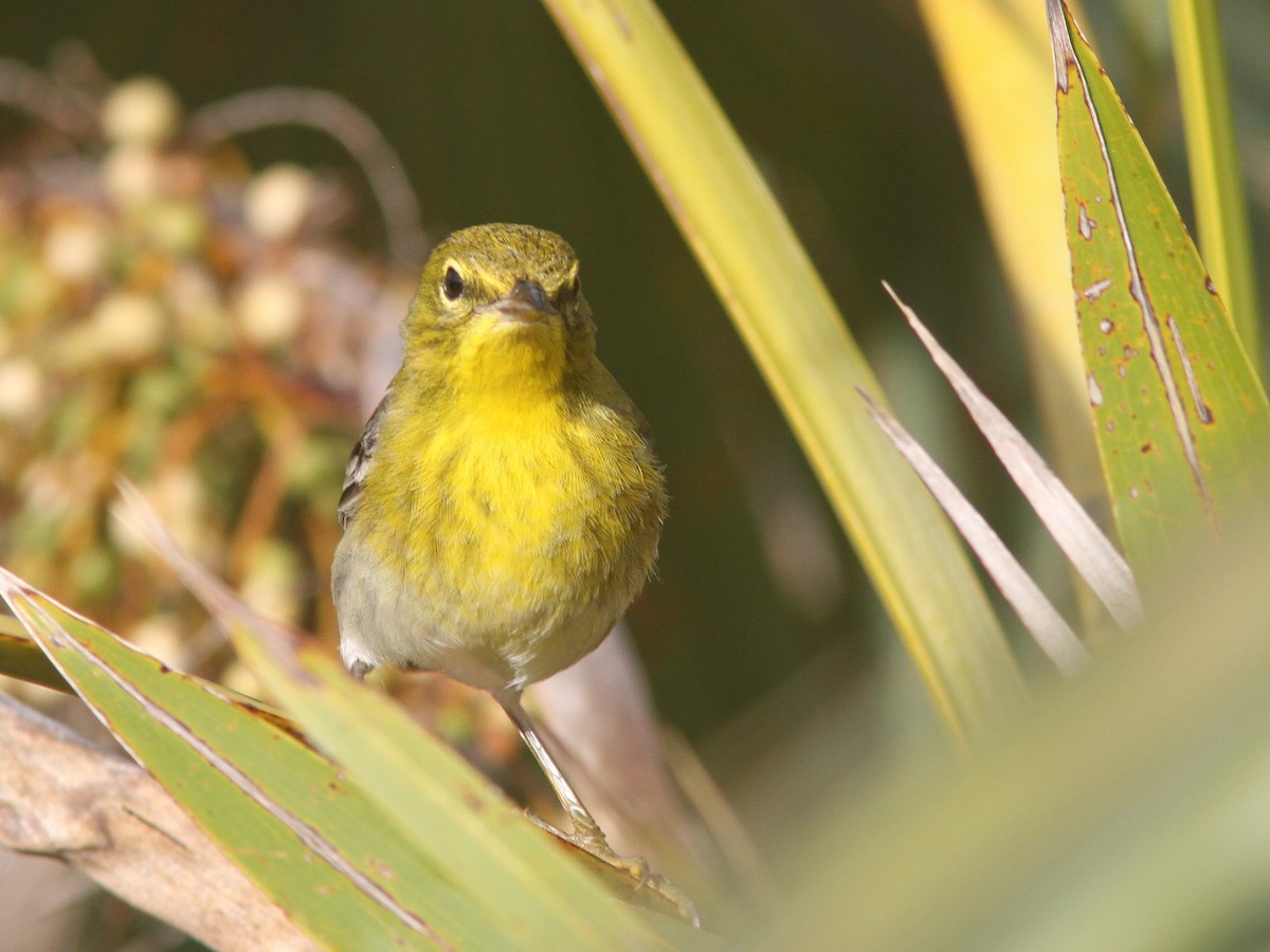 Pine Warbler - Larry Therrien