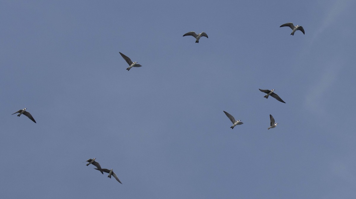 Black Tern - ML484769121