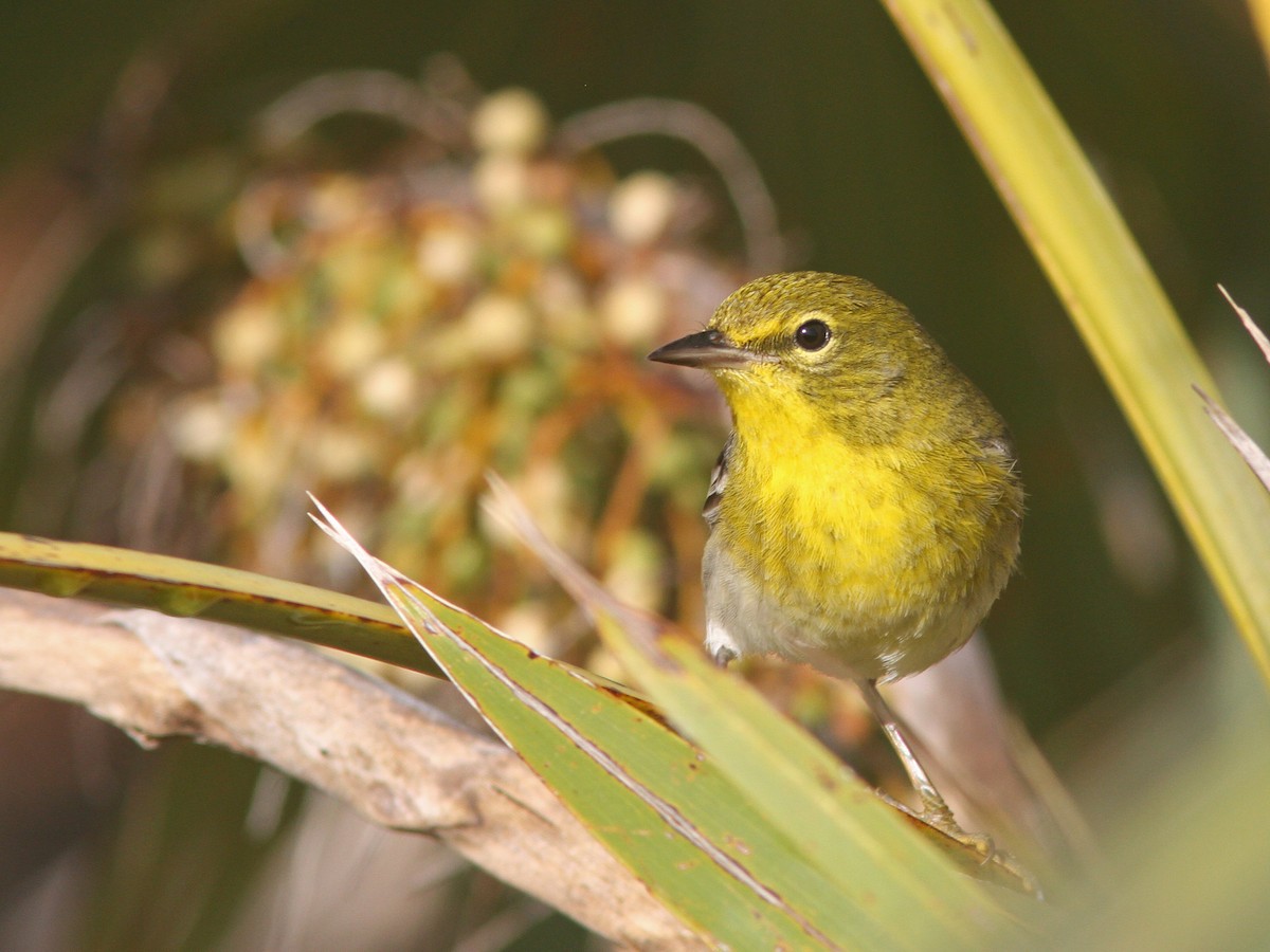 Pine Warbler - Larry Therrien