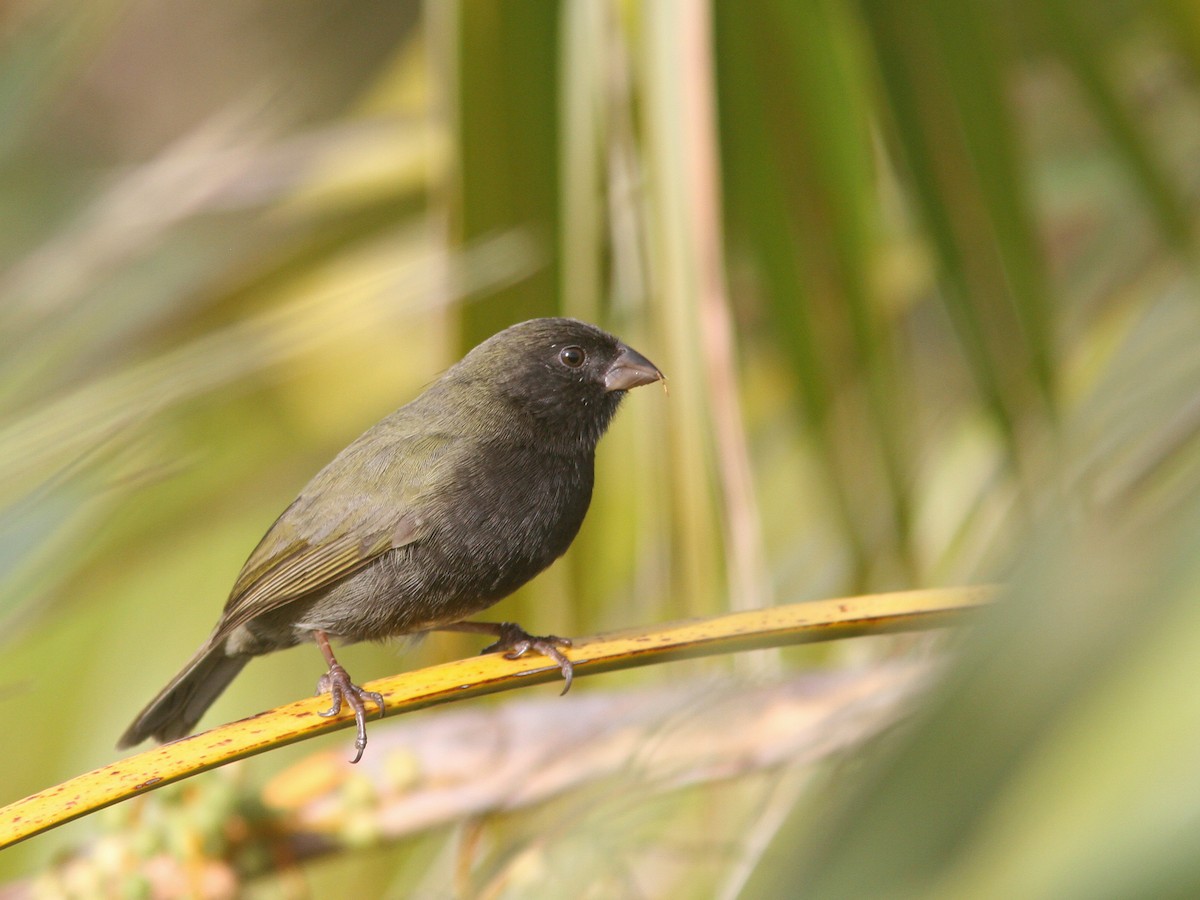 Black-faced Grassquit - Larry Therrien