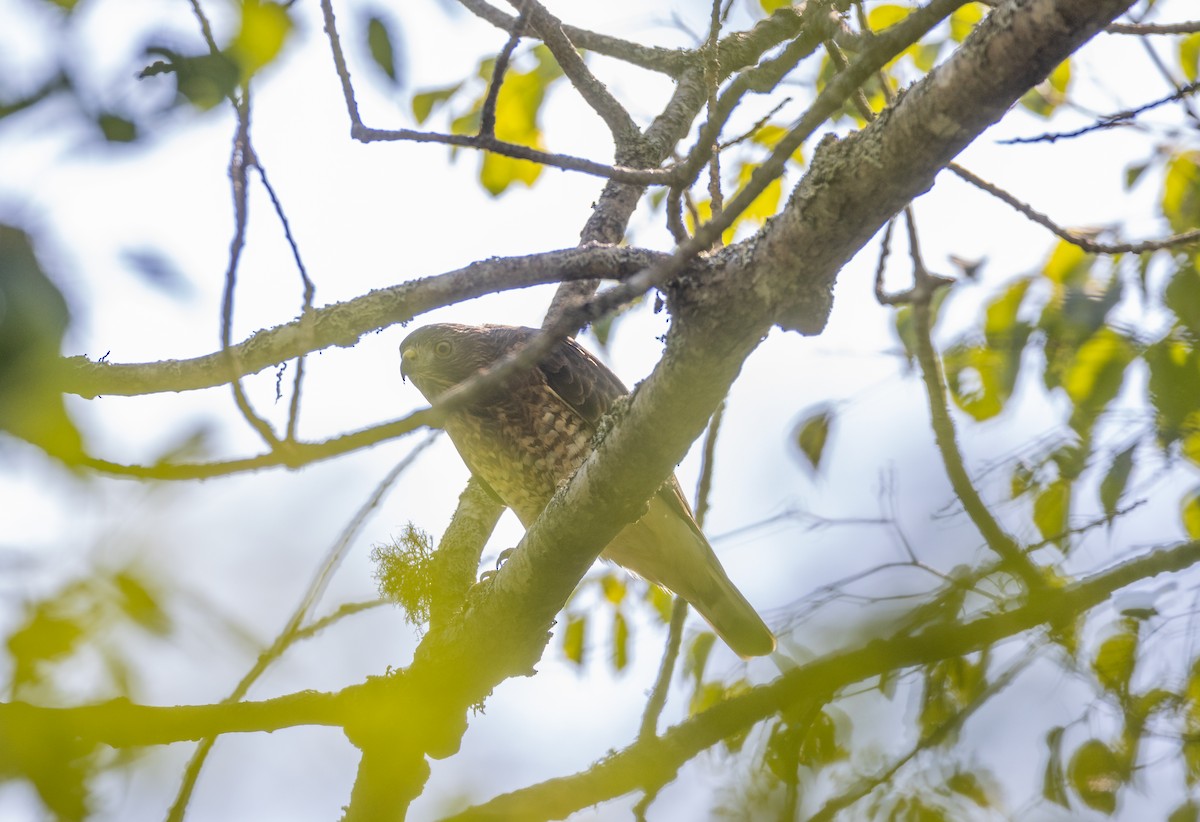 Broad-winged Hawk - ML484769501