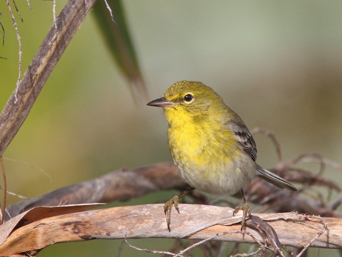 Pine Warbler - ML48476981