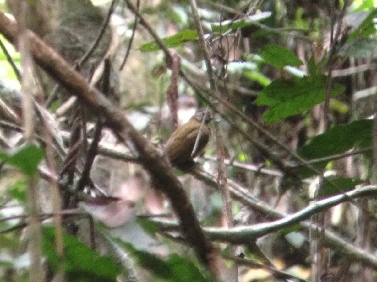 Spotted Honeyguide - ML48477031