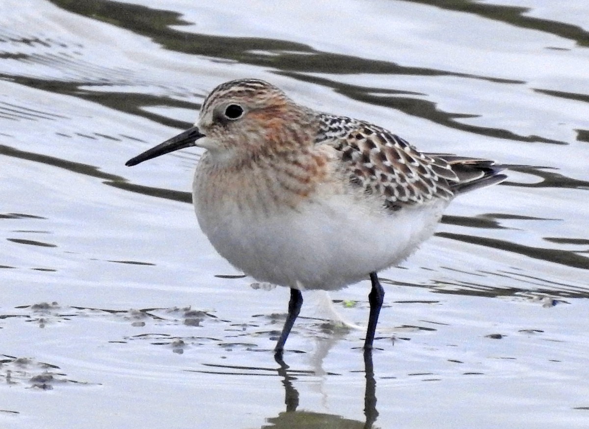 Baird's Sandpiper - ML484770591