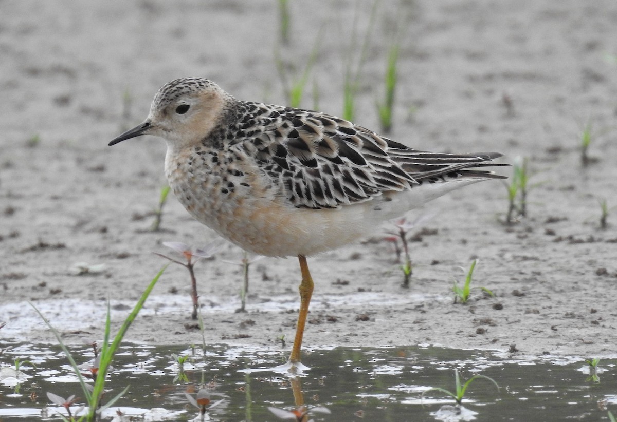 Buff-breasted Sandpiper - Fernando Angulo - CORBIDI