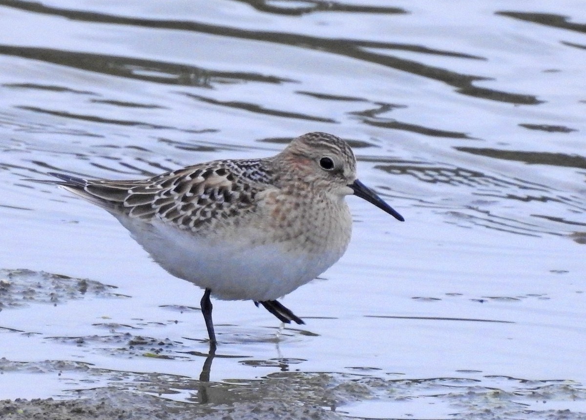 Baird's Sandpiper - Michael Hatton