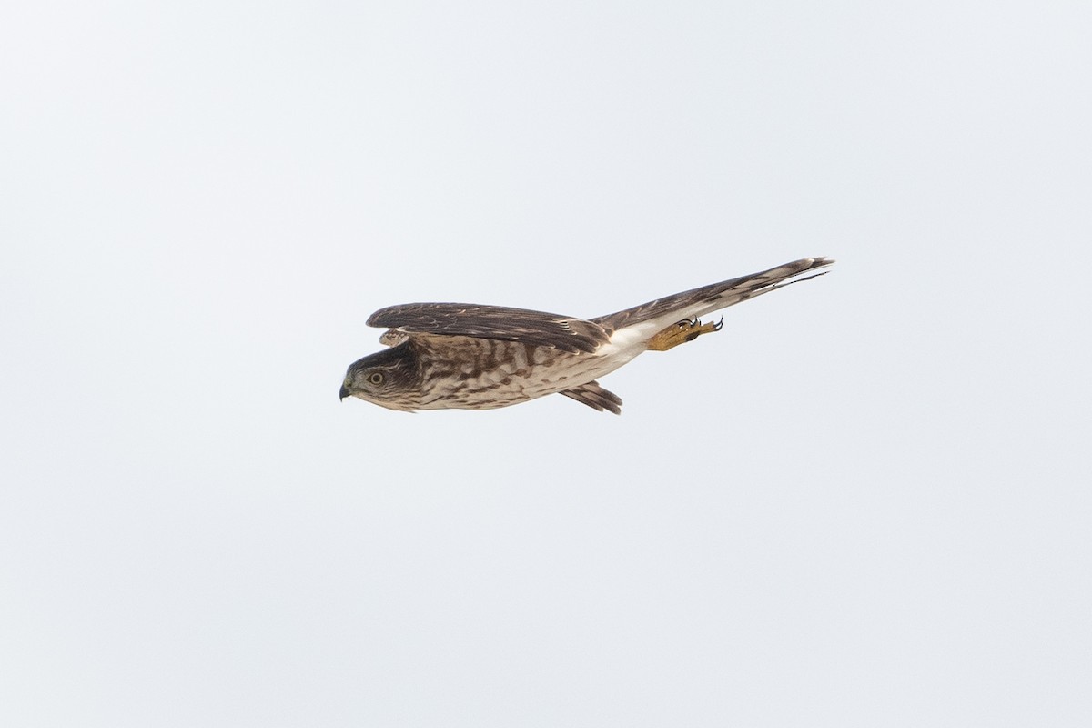 Sharp-shinned Hawk - ML484772261