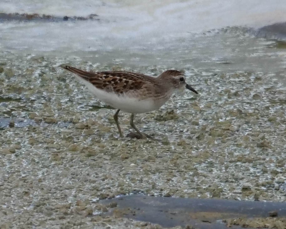 Least Sandpiper - Wayne  Sutherland