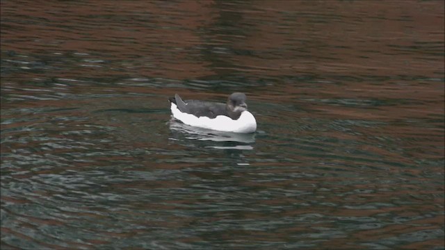 Guillemot de Brünnich - ML484773501