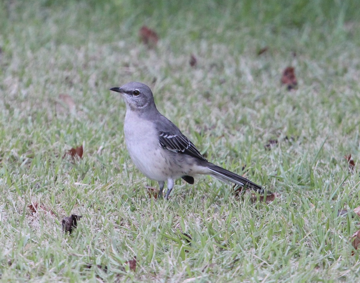 Northern Mockingbird - ML484774431