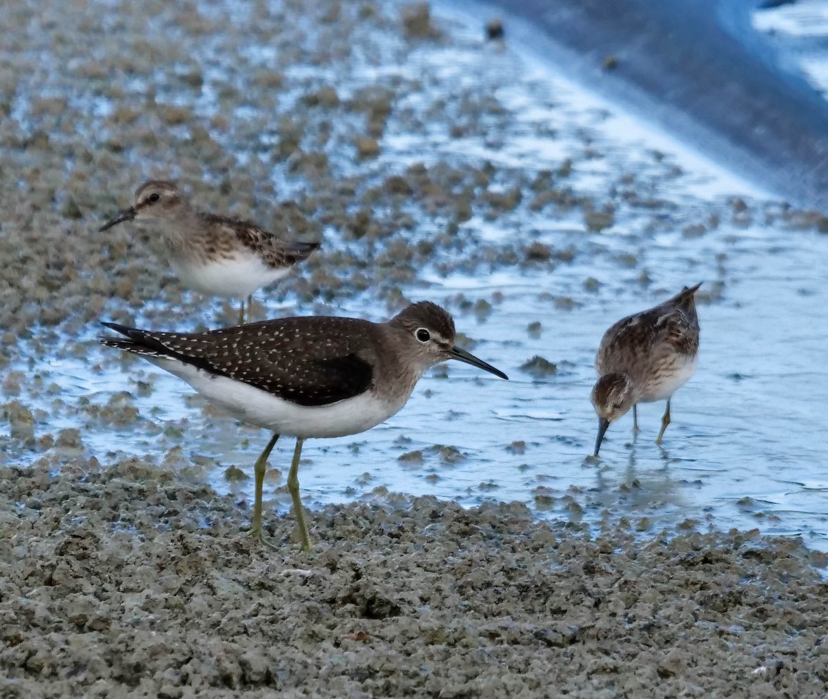 Least Sandpiper - ML484774521