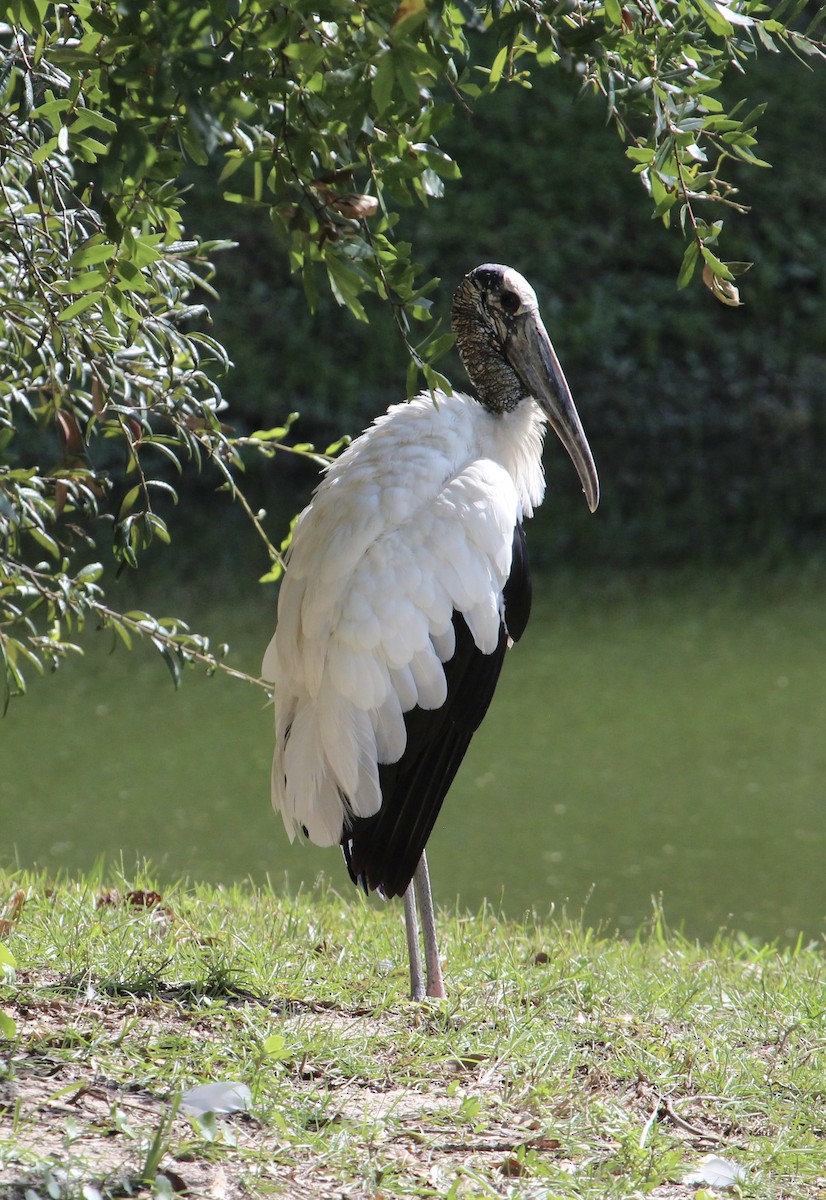 Wood Stork - ML484774781