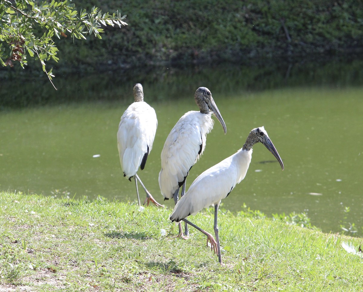 Wood Stork - ML484774791