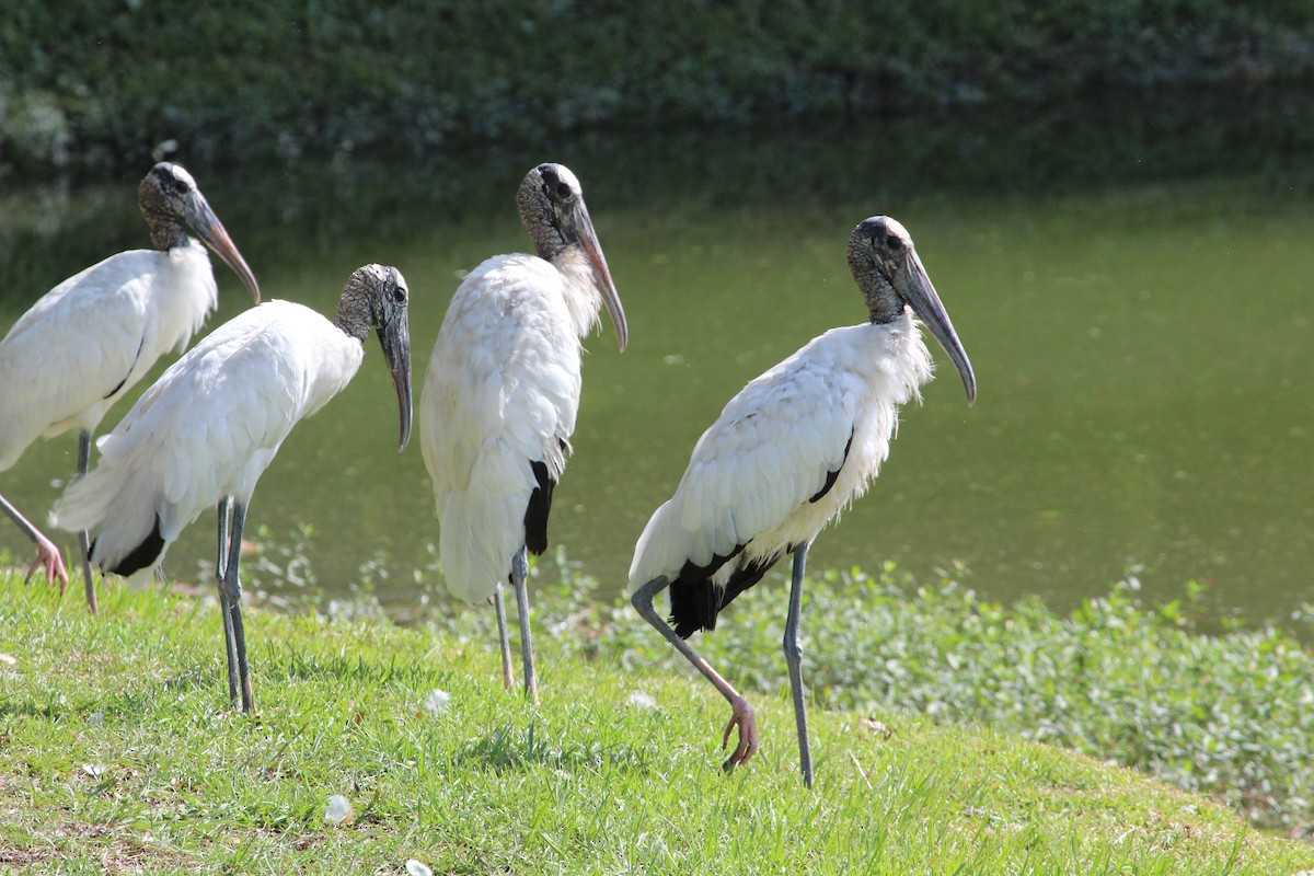 Wood Stork - ML484774801