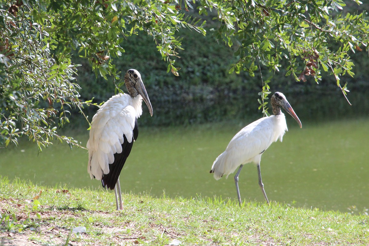 Wood Stork - ML484774811