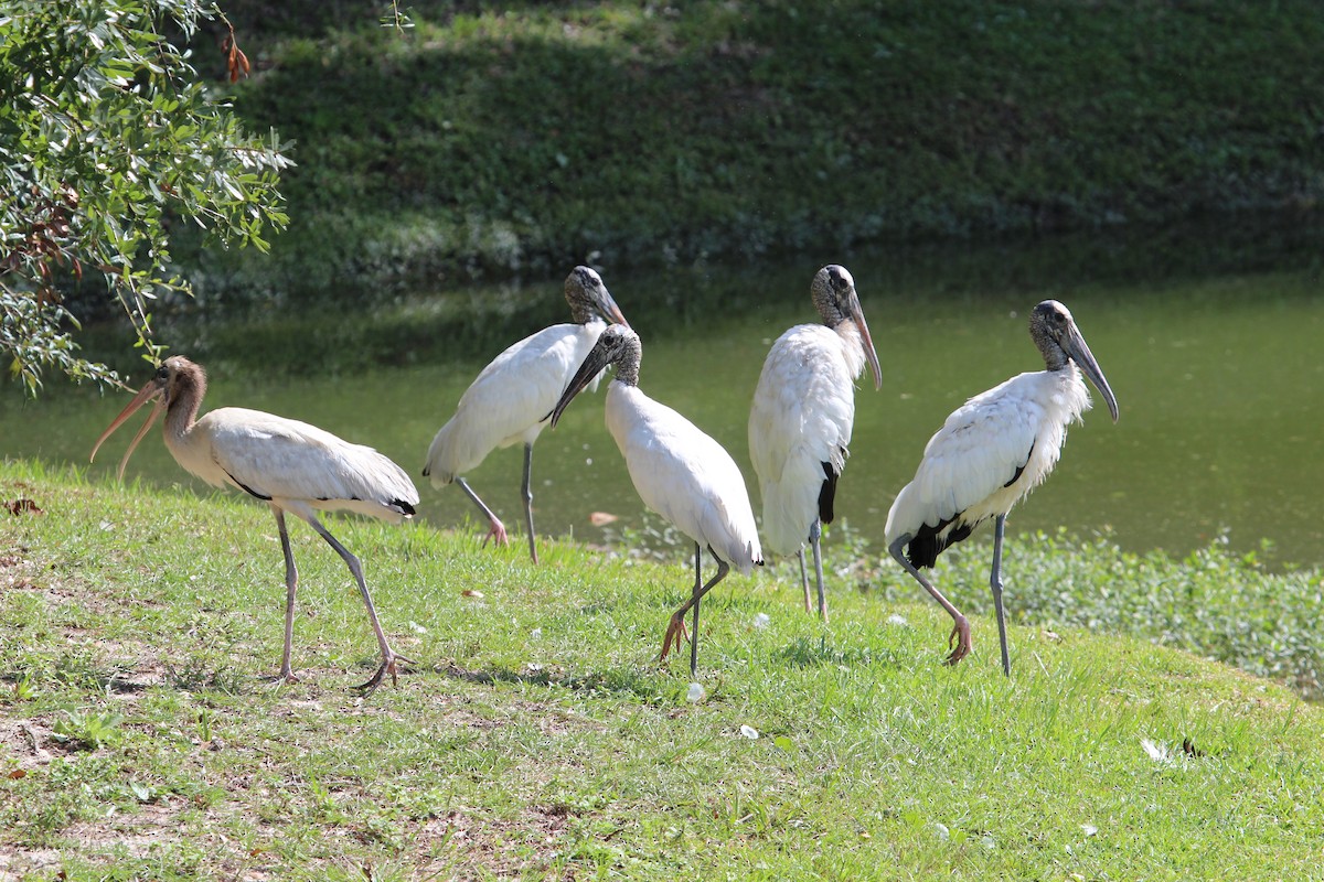 Wood Stork - ML484774821