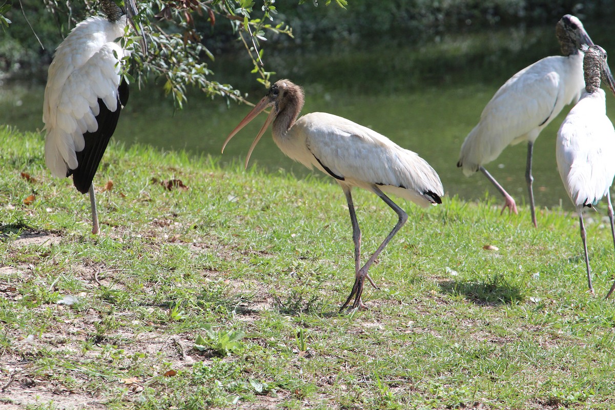 Wood Stork - ML484774831