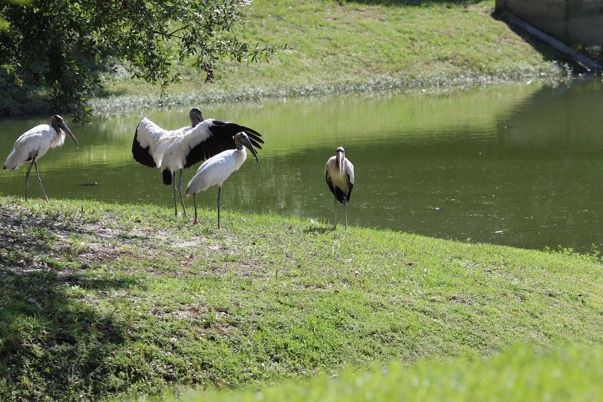 Wood Stork - ML484774851