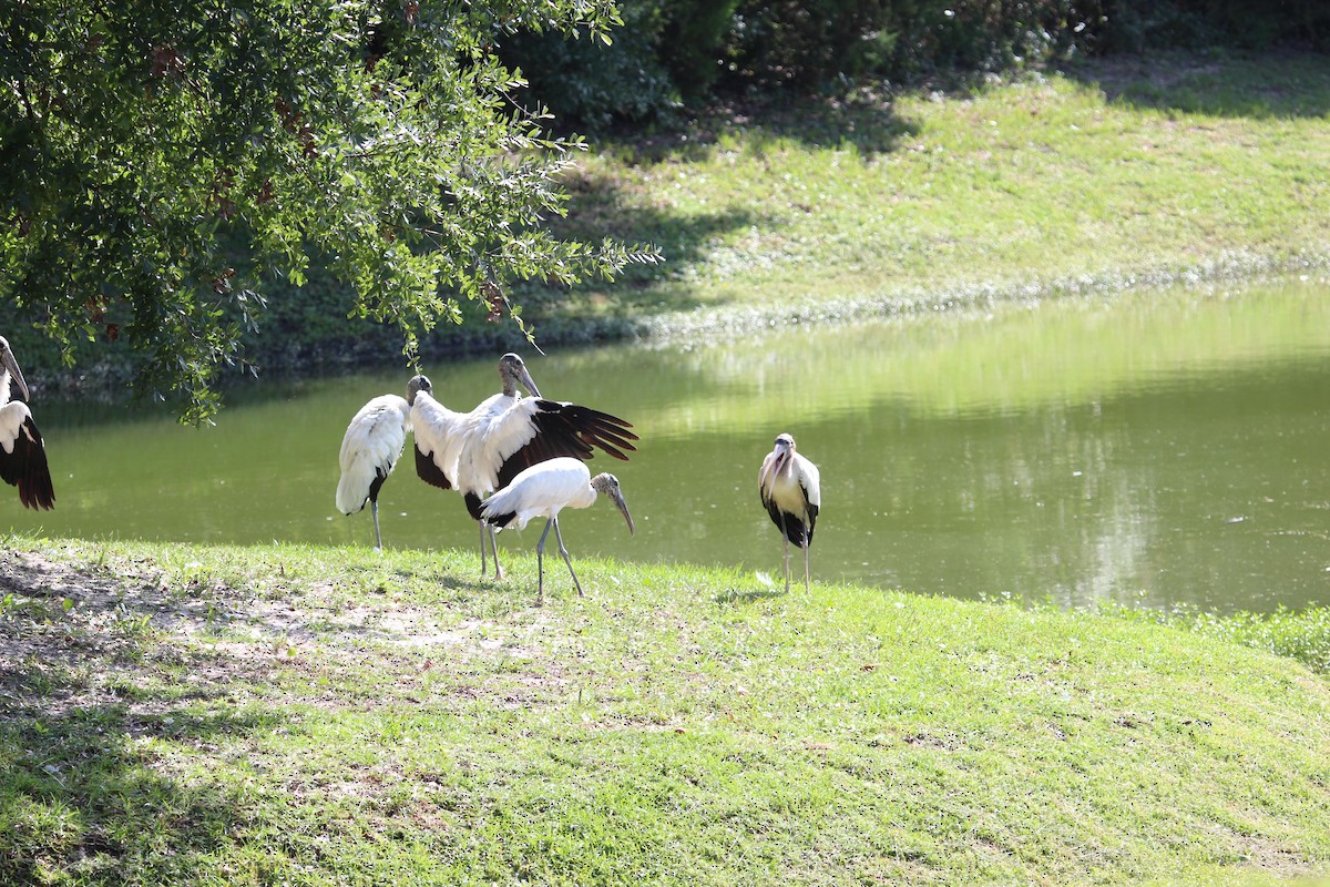 Wood Stork - ML484774861