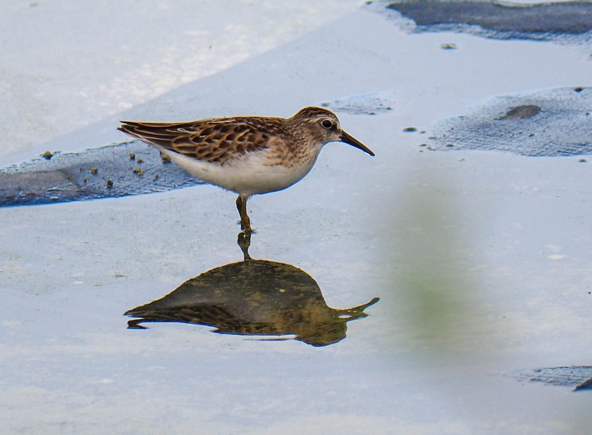 Least Sandpiper - Wayne  Sutherland