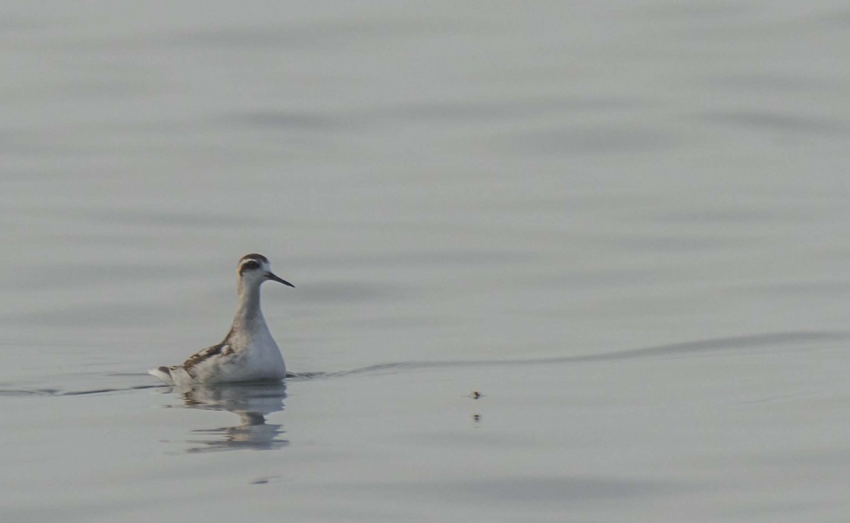 Red-necked Phalarope - ML484775571
