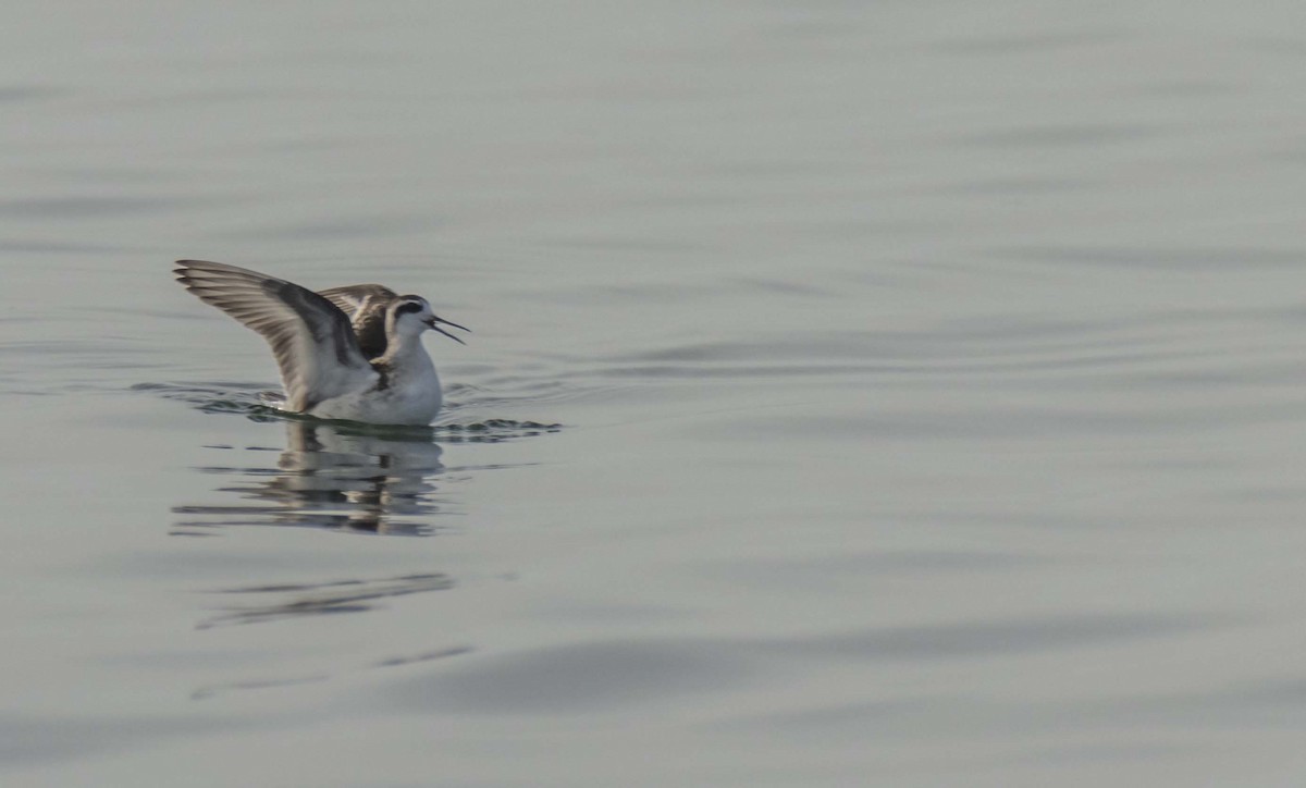 Red-necked Phalarope - ML484775581