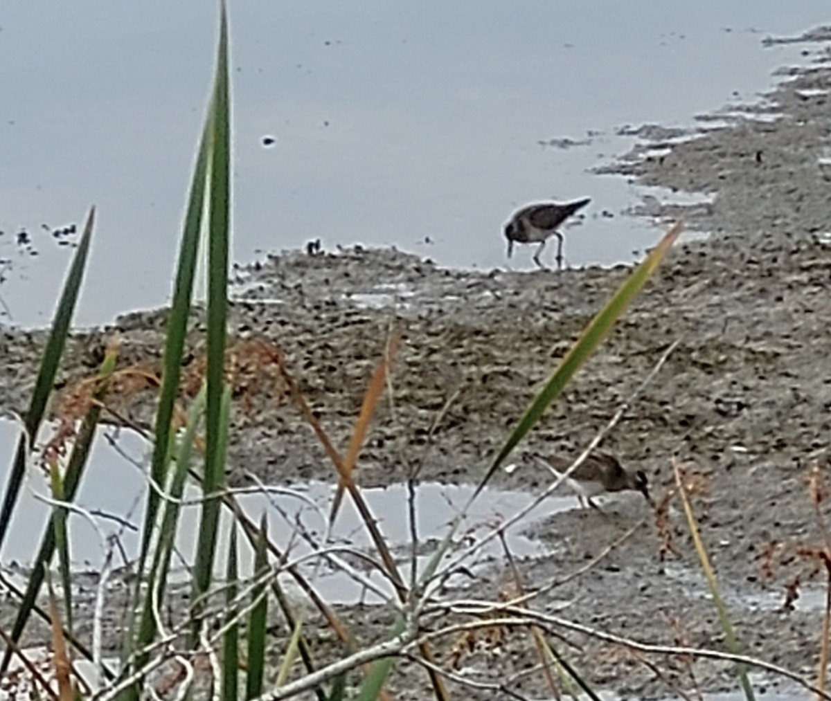 Graubrust-Strandläufer - ML484777971