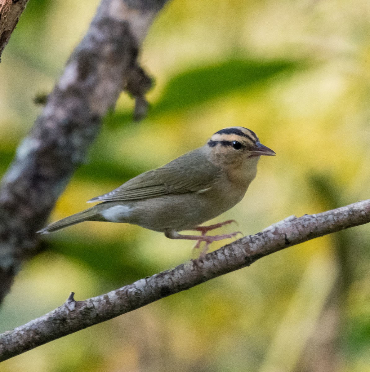 Worm-eating Warbler - ML484777981