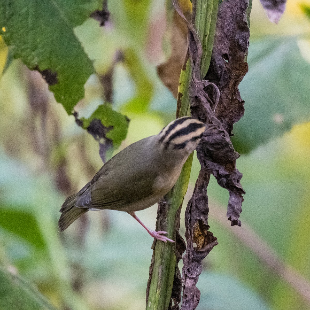 Worm-eating Warbler - ML484778311