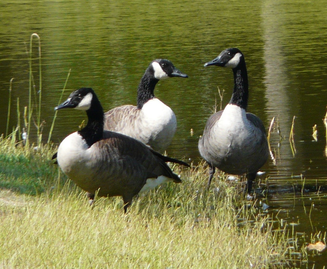 Canada Goose - ML484778771