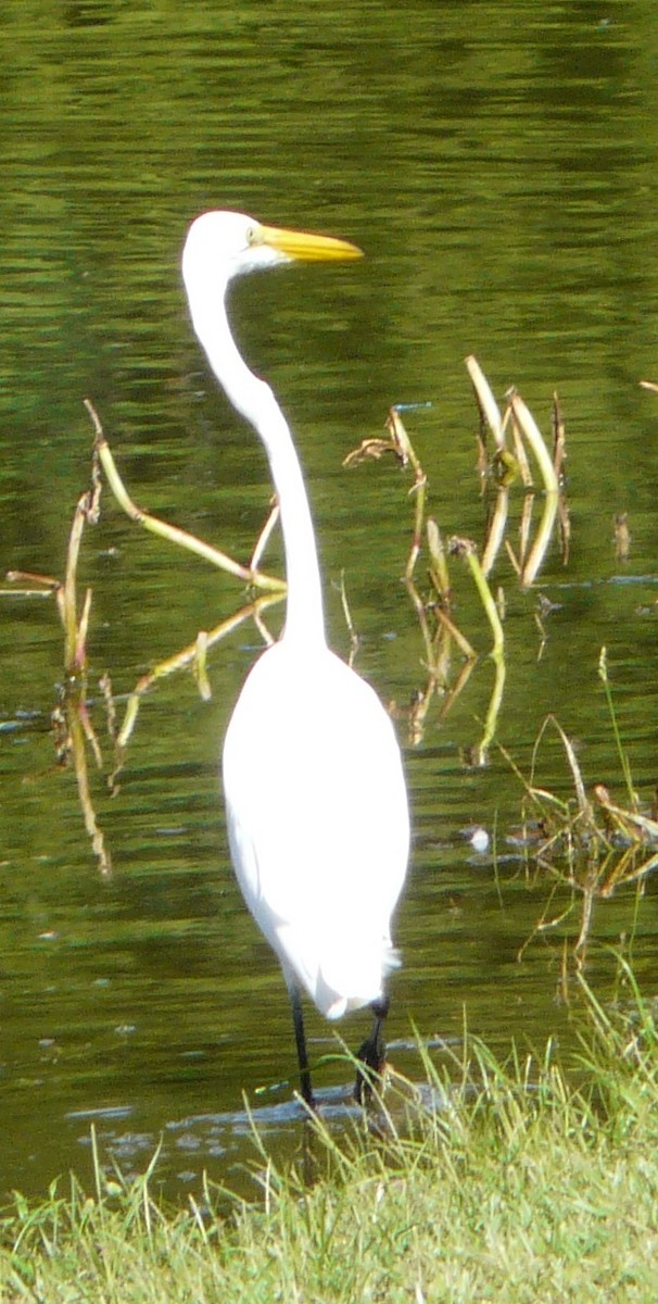 Great Egret - ML484778831