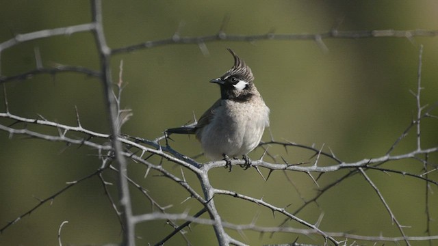 Bulbul Cariblanco - ML484778871