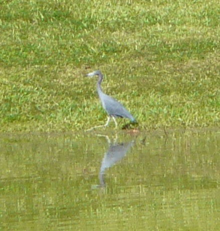 Little Blue Heron - ML484778881