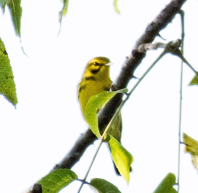 Prairie Warbler - ML484778921