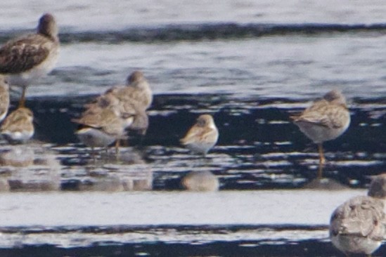 Western Sandpiper - ML484779881