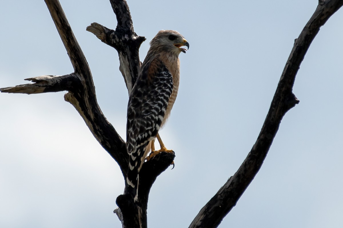 Red-shouldered Hawk - ML484779901