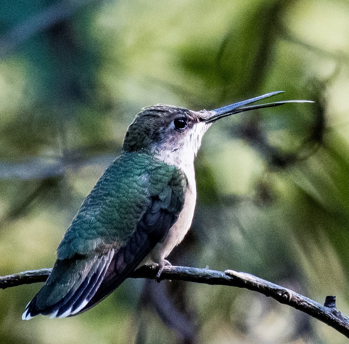 Ruby-throated Hummingbird - ML484780411