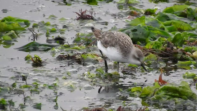 Semipalmated Sandpiper - ML484781201