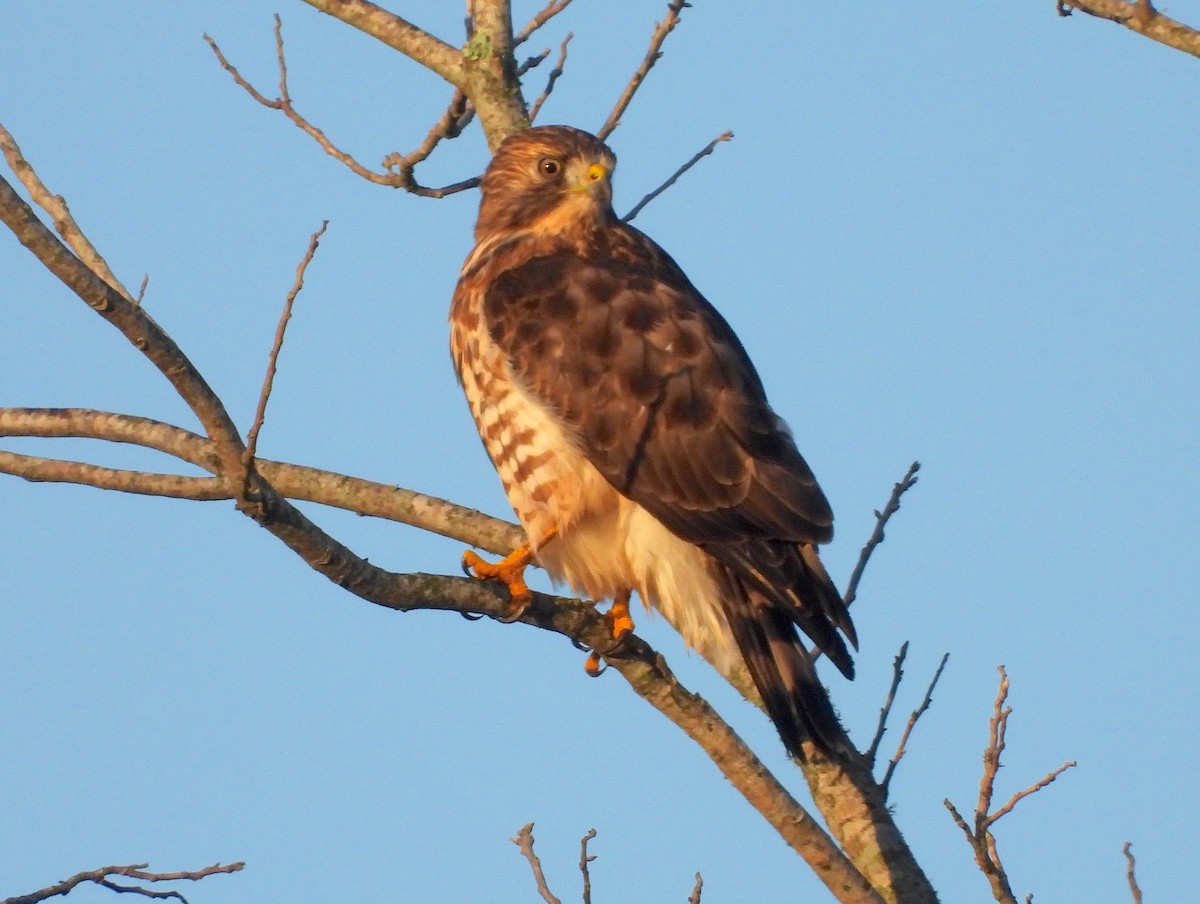 Broad-winged Hawk - Albert Ribes